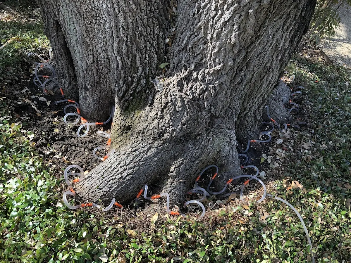 Detailed Tree Cabling and Bracing job site in Hibernia