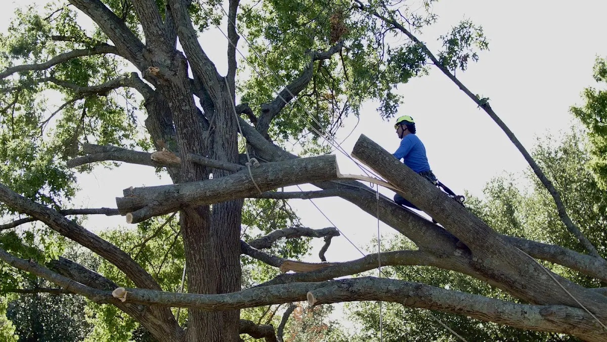 Professional Crown Thinning performed by certified arborists in Hibernia