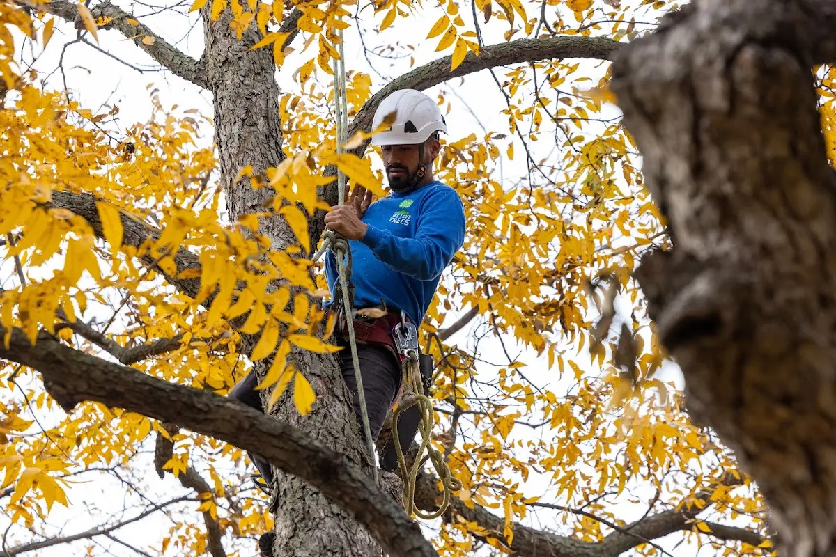 Skilled Storm Damage Cleanup crew working in Hibernia