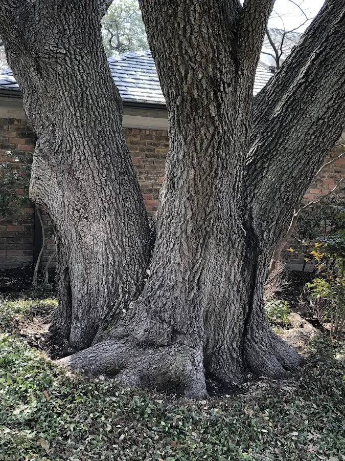 Mature heritage tree close to a Hibernia property cared for by certified arborists